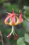 Carolina lily